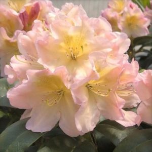 3 gallon - Holden’s™ Peach Rhododendron (RHODO. HOLDENS™ PEACH) - 3 gallon - 3 gallon