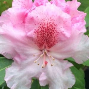 3 gallon 15" - Holden’s™ Pink Flare Rhododendron (RHODO. HOLDENS™ PINK FLARE) - 3 gallon 15" - 3 gallon 15"