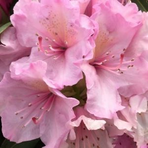 3 gallon 15" - Holden’s™ Pink Rhododendron (RHODO. HOLDENS™ PINK) - 3 gallon 15" - 3 gallon 15"
