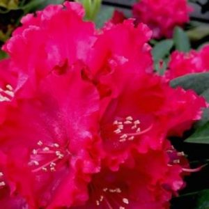 3 gallon 15" -  Holden’s ™ Red Rhododendron (RHODO. HOLDENS RED) - 3 gallon 15" - 3 gallon 15"