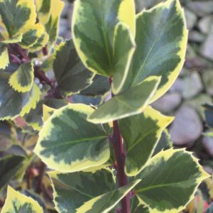 3 gallon 15" - Honeymaid™ Meserve Holly (ILEX X MES. HONEYMAID) - 3 gallon 15" - 3 gallon 15"