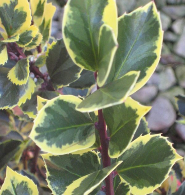 3 gallon 15" - Honeymaid™ Meserve Holly (ILEX X MES. HONEYMAID) - 3 gallon 15" - 3 gallon 15"