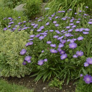1 gallon - Honeysong Purple Stoke’s Aster (STOKESIA L. HONEYSONG PURPLE) - 1 gallon - 1 gallon