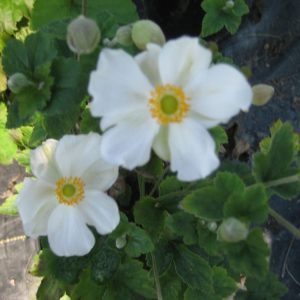 1 gallon - Honorine Jobert Windflower (ANEMONE H. HONORINE JOBERT) - 1 gallon - 1 gallon