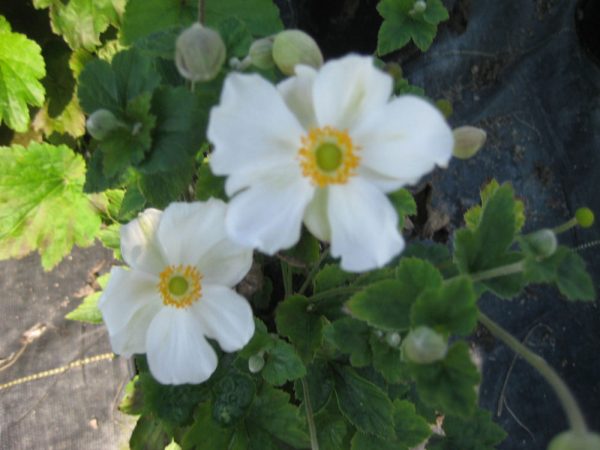1 gallon - Honorine Jobert Windflower (ANEMONE H. HONORINE JOBERT) - 1 gallon - 1 gallon