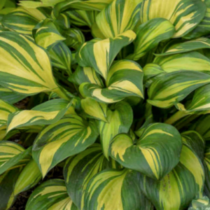 1 gallon - Hosta Rainbows End (HOSTA RAINBOWS END) - 1 gallon - 1 gallon