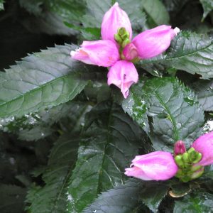 1 gallon - Hot Lips Turtlehead (CHELONE LYONII HOT LIPS) - 1 gallon - 1 gallon