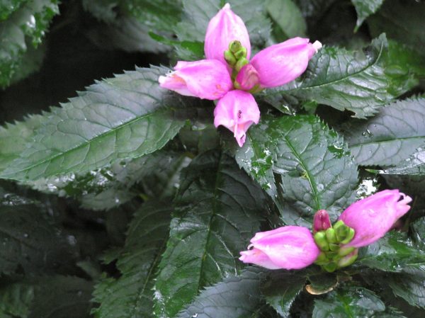 1 gallon - Hot Lips Turtlehead (CHELONE LYONII HOT LIPS) - 1 gallon - 1 gallon