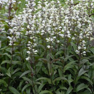1 gallon - Husker Red Beardtongue (PENSTEMON DIG. HUSKER RED) - 1 gallon - 1 gallon