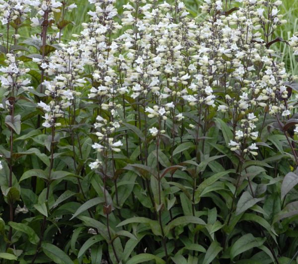 1 gallon - Husker Red Beardtongue (PENSTEMON DIG. HUSKER RED) - 1 gallon - 1 gallon