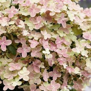 3 gallon - Hydrangea Early Evolution (HYDRANGEA P EARLY EVOLUTION) - 3 gallon - 3 gallon