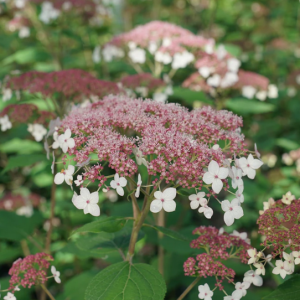 3 gallon - Hydrangea Pinky Pollen Ring™ (HYDRANGEA A. PINKY POLLEN RING) - 3 gallon - 3 gallon