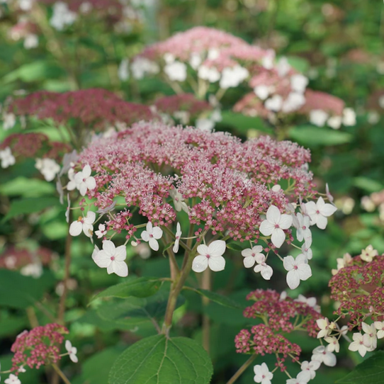3 gallon - Hydrangea Pinky Pollen Ring™ (HYDRANGEA A. PINKY POLLEN RING) - 3 gallon - 3 gallon