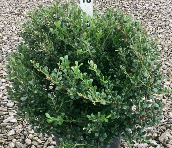 ILEX C. 'WILLOWAY'  G3 15"
