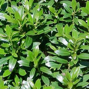ILEX GLABRA 'SHAMROCK'  G2 12-15"