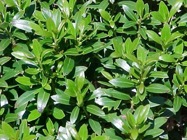 ILEX GLABRA 'SHAMROCK'  G2 12-15"