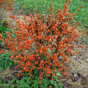 ILEX VERT. 'LITTLE GOBLIN ORANGE'  G3 15-18" PW
