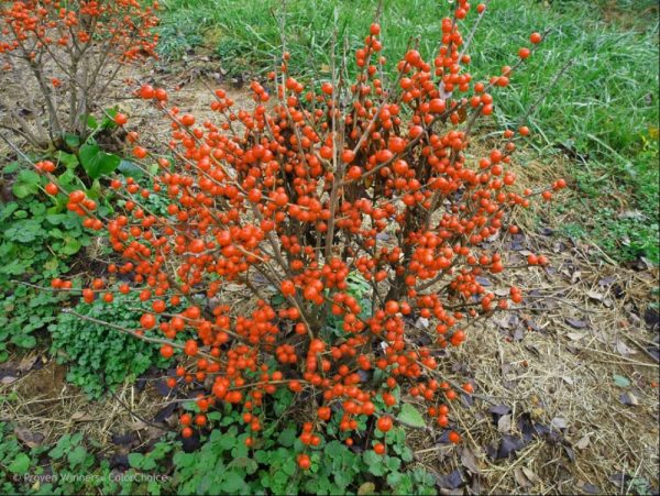 ILEX VERT. 'LITTLE GOBLIN ORANGE'  G3 15-18" PW