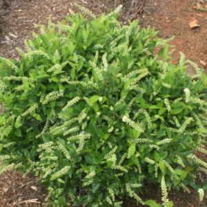 ITEA VIRGINICA LOVE CHILD'®  G3 15" FE