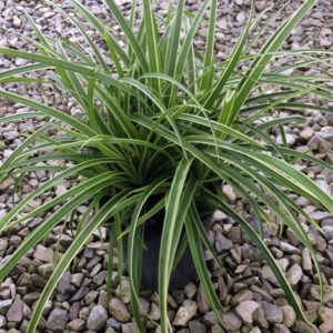 1 gallon - Ice Dance Sedge (GRASS - CAREX ICE DANCE) - 1 gallon - 1 gallon