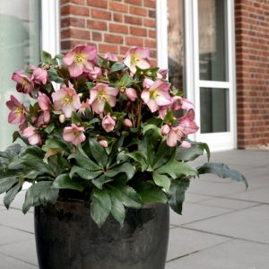 1 gallon - Ice N’ Roses® Rose Lenten Rose (HELLEBORUS ICE N ROSES ROSE) - 1 gallon - 1 gallon