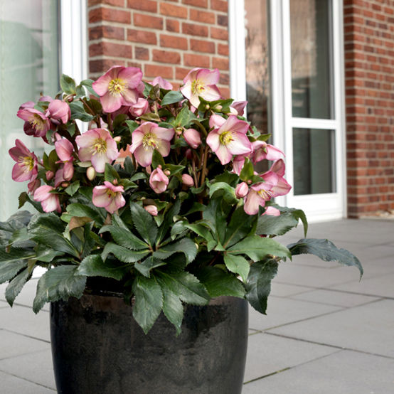 1 gallon - Ice N’ Roses® Rose Lenten Rose (HELLEBORUS ICE N ROSES ROSE) - 1 gallon - 1 gallon