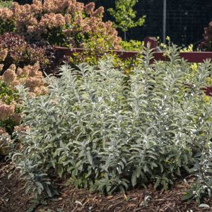 3 gallon - Iceberg Alley® Sageleaf Willow (SALIX C ICEBERG ALLEY) - 3 gallon - 3 gallon