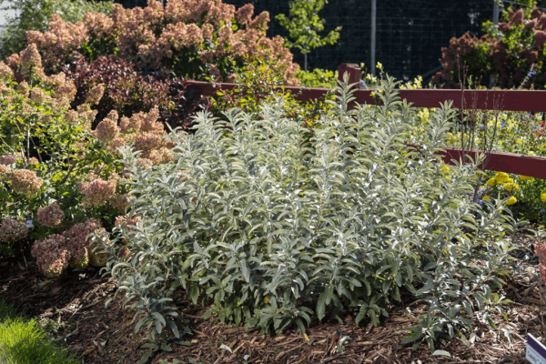 3 gallon - Iceberg Alley® Sageleaf Willow (SALIX C ICEBERG ALLEY) - 3 gallon - 3 gallon