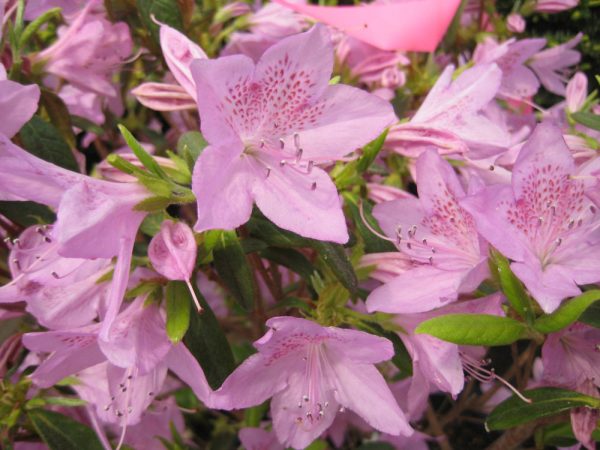 3 gallon 15" - Improved Poukhatanense Azalea (AZALEA POUKHANENSE IMP) - 3 gallon 15" - 3 gallon 15"