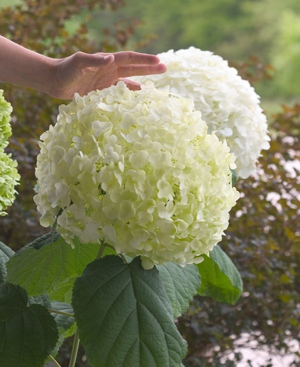 1 gallon - Incrediball® Smooth Hydrangea (HYDRANGEA A. INCREDIBALL) - 1 gallon - 1 gallon