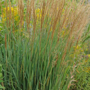 1 gallon - Indian Grass (GRASS - SORG. NUTANS INDIANGRASS) - 1 gallon - 1 gallon