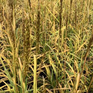 2 gallon - Indian Grass (GRASS - SORG. N. GOLDEN SUNSET) - 2 gallon - 2 gallon