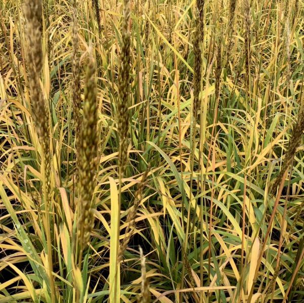 2 gallon - Indian Grass (GRASS - SORG. N. GOLDEN SUNSET) - 2 gallon - 2 gallon