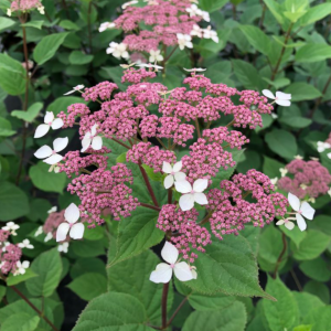 3 gallon - Invincibelle Lace® Smooth hydrangea (HYDRANGEA A. INVINCIBELLE LACE) - 3 gallon - 3 gallon