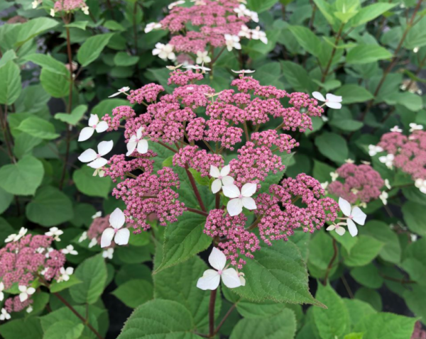 3 gallon - Invincibelle Lace® Smooth hydrangea (HYDRANGEA A. INVINCIBELLE LACE) - 3 gallon - 3 gallon