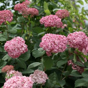 3 gallon - Invincibelle® Ruby Smooth hydrangea (HYDRANGEA A. INVINCBLE® RUBY) - 3 gallon - 3 gallon