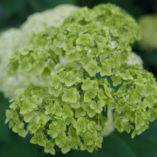 3 gallon - Invincibelle Sublime™ Smooth hydrangea (HYDRANGEA A. INVINCBLE SUBLIME) - 3 gallon - 3 gallon