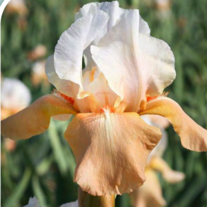 1 gallon - Invitation Bearded Iris (IRIS GERMANICA INVITATION) - 1 gallon - 1 gallon
