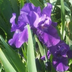 1 gallon - Iris ‘Halston’ (IRIS GERMANICA HALSTON) - 1 gallon - 1 gallon