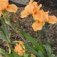 1 gallon - Iris 'Many Mahalos' (IRIS GERMANICA MANY MAHALOS) - 1 gallon - 1 gallon