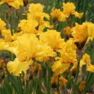 1 gallon - Iris 'Pure As Gold' (IRIS GERMANICA PURE AS GOLD) - 1 gallon - 1 gallon