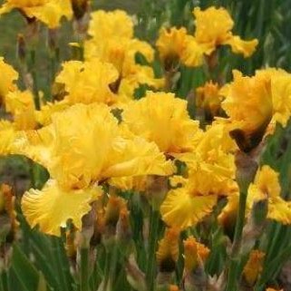 1 gallon - Iris 'Pure As Gold' (IRIS GERMANICA PURE AS GOLD) - 1 gallon - 1 gallon