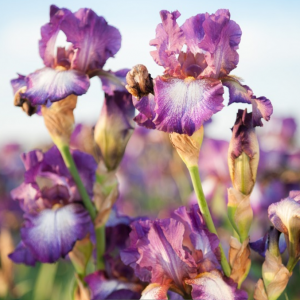 1 gallon - Iris Wine Festival (IRIS GERMANICA WINE FESTIVAL) - 1 gallon - 1 gallon
