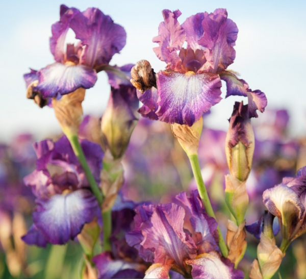 1 gallon - Iris Wine Festival (IRIS GERMANICA WINE FESTIVAL) - 1 gallon - 1 gallon