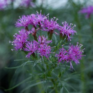 2 gallon - Iron Butterfly Narrow-leaf Ironweed (VERNONIA L. IRON BUTTERFLY) - 2 gallon - 2 gallon