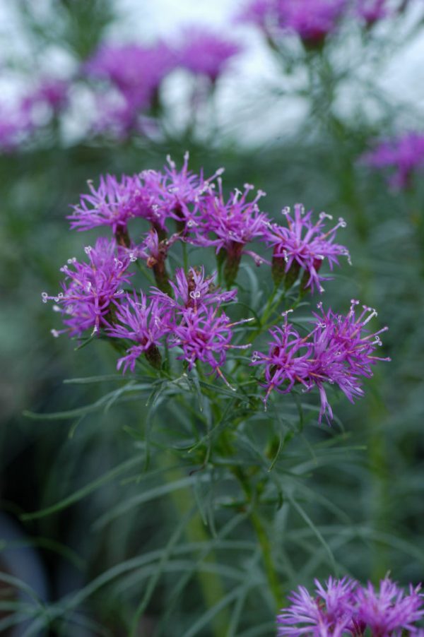 2 gallon - Iron Butterfly Narrow-leaf Ironweed (VERNONIA L. IRON BUTTERFLY) - 2 gallon - 2 gallon