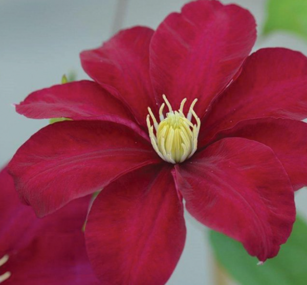 1 gallon - Issey™ Clematis (CLEMATIS ISSEY) - 1 gallon - 1 gallon