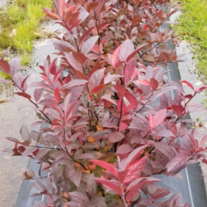 3 gallon - Itea Fountains of Rouge™ Virginia Sweetspire (ITEA FOUNTAINS OF ROUGE) - 3 gallon - 3 gallon