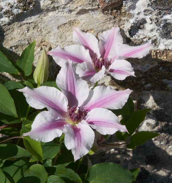 3QT - Ithemba™ Clematis (CLEMATIS ITHEMBA) - 3QT - 3QT