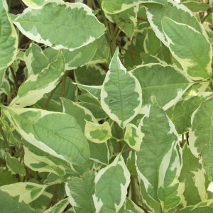 3 gallon 18" - Ivory Halo® Dogwood (CORNUS ALBA BAILHALO) - 3 gallon 18" - 3 gallon 18"